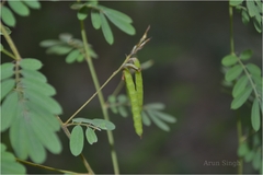 Indigofera karnatakana